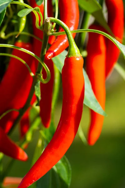 Chili peppers (also chile, chile pepper, chilli pepper, or chilli, Latin: Capsicum annuum) in the green garden. Red color peppers. Close up photo.