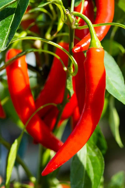 Chili peppers (also chile, chile pepper, chilli pepper, or chilli, Latin: Capsicum annuum) in the green garden. Red color peppers. Close up photo.
