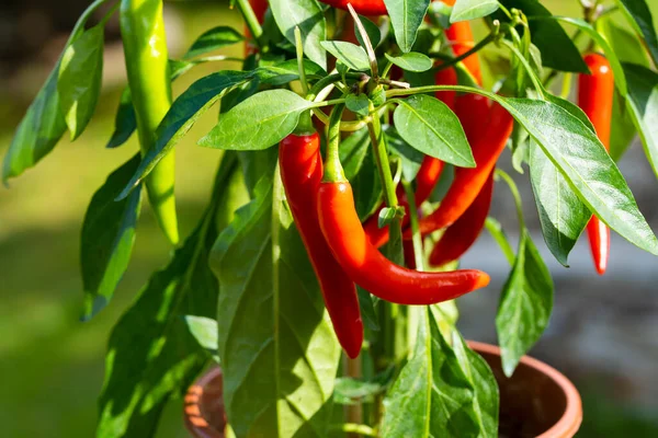 Chili peppers (also chile, chile pepper, chilli pepper, or chilli, Latin: Capsicum annuum) in the green garden. Red color peppers. Close up photo.