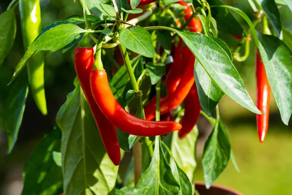 Chili peppers (also chile, chile pepper, chilli pepper, or chilli, Latin: Capsicum annuum) in the green garden. Red color peppers. Close up photo.