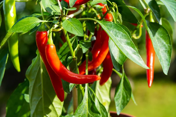 Chili peppers (also chile, chile pepper, chilli pepper, or chilli, Latin: Capsicum annuum) in the green garden. Red color peppers. Close up photo.