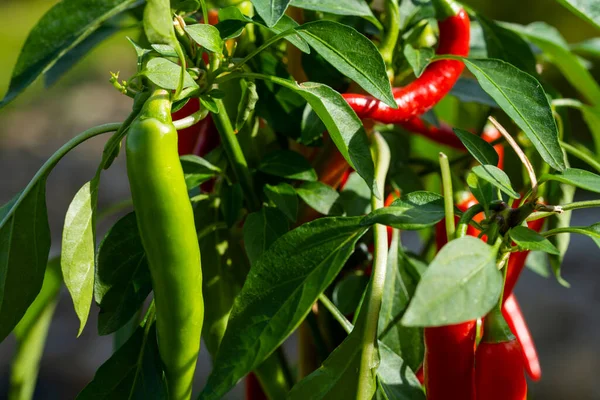 Chili peppers (also chile, chile pepper, chilli pepper, or chilli, Latin: Capsicum annuum) in the green garden. Red color peppers. Close up photo.