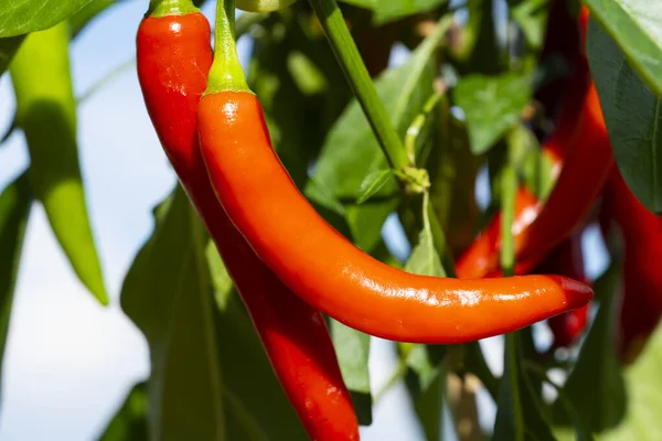Chili peppers (also chile, chile pepper, chilli pepper, or chilli, Latin: Capsicum annuum) in the green garden. Red color peppers. Close up photo.
