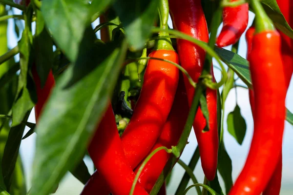 Chili peppers (also chile, chile pepper, chilli pepper, or chilli, Latin: Capsicum annuum) in the green garden. Red color peppers. Close up photo.