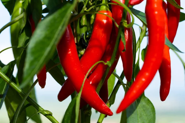 Chili peppers (also chile, chile pepper, chilli pepper, or chilli, Latin: Capsicum annuum) in the green garden. Red color peppers. Close up photo.