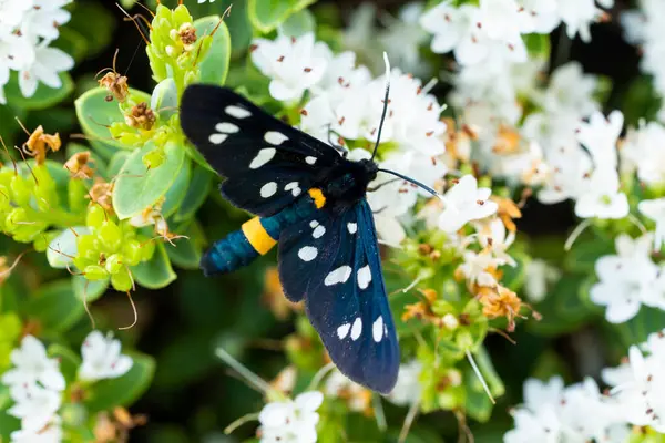 Black Butterfly Zygaena with yellow stripes and white spots on the wings. Polymorpha ephialtes or Zygaena ephialtes. Close up photo.