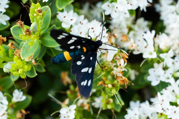 Papillon Noir Zygaena Avec Des Rayures Jaunes Des Taches Blanches — Photo
