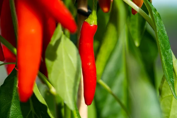 Chili peppers (also chile, chile pepper, chilli pepper, or chilli, Latin: Capsicum annuum) in the green garden. Red color peppers. Close up photo.