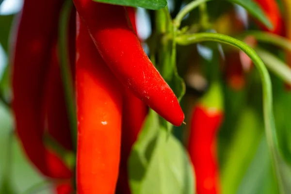 Chili peppers (also chile, chile pepper, chilli pepper, or chilli, Latin: Capsicum annuum) in the green garden. Red color peppers. Close up photo.