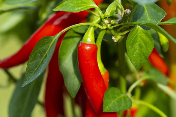 Chili peppers (also chile, chile pepper, chilli pepper, or chilli, Latin: Capsicum annuum) in the green garden. Red color peppers. Close up photo.