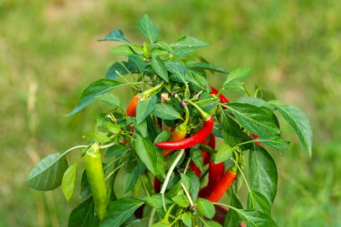 Yeşil bahçede acı biber (ayrıca kırmızı biber, kırmızı biber veya kırmızı biber, Latince: Capsicum annuum). Kırmızı renkli biber. Fotoğrafı kapat..