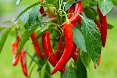 Yeşil bahçede acı biber (ayrıca kırmızı biber, kırmızı biber veya kırmızı biber, Latince: Capsicum annuum). Kırmızı renkli biber. Fotoğrafı kapat..