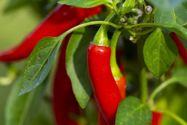 Chili peppers (also chile, chile pepper, chilli pepper, or chilli, Latin: Capsicum annuum) in the green garden. Red color peppers. Close up photo.