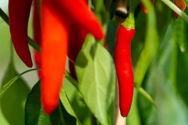 Chili peppers (also chile, chile pepper, chilli pepper, or chilli, Latin: Capsicum annuum) in the green garden. Red color peppers. Close up photo.