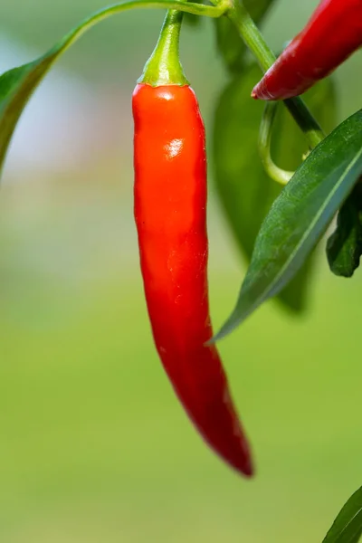Chili peppers (also chile, chile pepper, chilli pepper, or chilli, Latin: Capsicum annuum) in the green garden. Red color peppers. Close up photo.