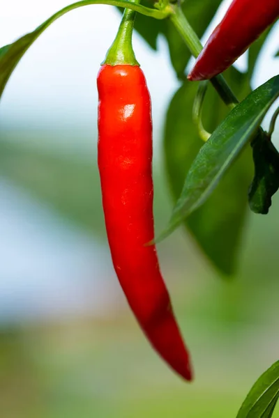 Chili peppers (also chile, chile pepper, chilli pepper, or chilli, Latin: Capsicum annuum) in the green garden. Red color peppers. Close up photo.
