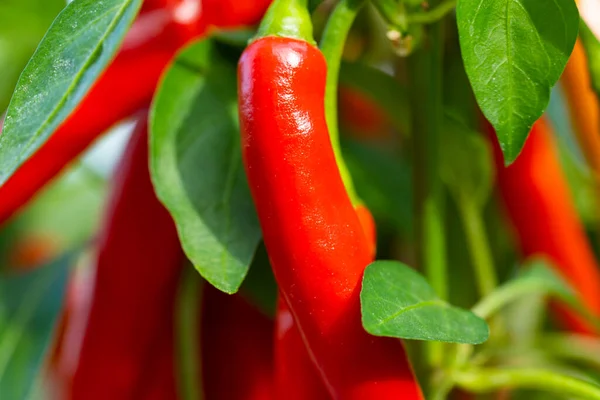 Chili peppers (also chile, chile pepper, chilli pepper, or chilli, Latin: Capsicum annuum) in the green garden. Red color peppers. Close up photo.
