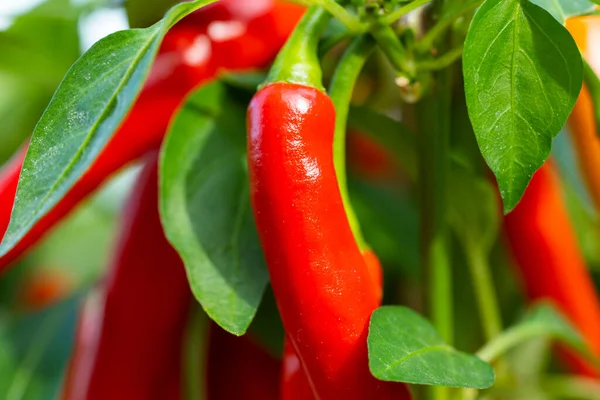 Chili peppers (also chile, chile pepper, chilli pepper, or chilli, Latin: Capsicum annuum) in the green garden. Red color peppers. Close up photo.