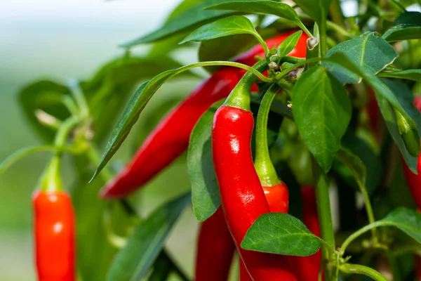 Chili peppers (also chile, chile pepper, chilli pepper, or chilli, Latin: Capsicum annuum) in the green garden. Red color peppers. Close up photo.