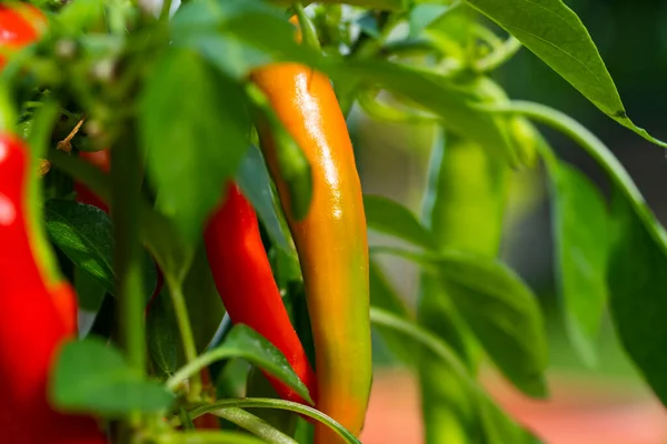 Chili peppers (also chile, chile pepper, chilli pepper, or chilli, Latin: Capsicum annuum) in the green garden. Red color peppers. Close up photo.