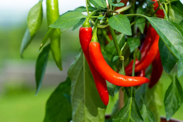 Chili peppers (also chile, chile pepper, chilli pepper, or chilli, Latin: Capsicum annuum) in the green garden. Red color peppers. Close up photo.