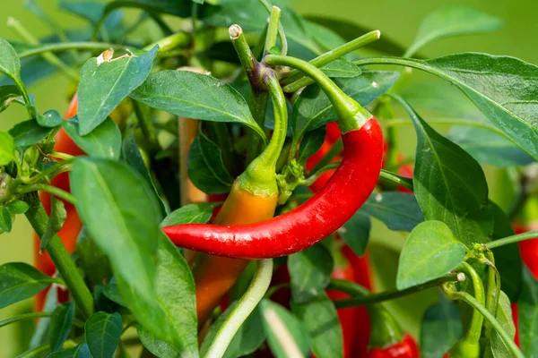 Chili peppers (also chile, chile pepper, chilli pepper, or chilli, Latin: Capsicum annuum) in the green garden. Red color peppers. Close up photo.