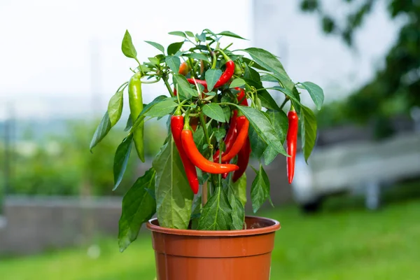 Chili peppers (also chile, chile pepper, chilli pepper, or chilli, Latin: Capsicum annuum) in the green garden. Red color peppers. Close up photo.