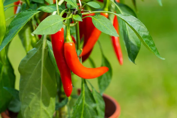 Chili peppers (also chile, chile pepper, chilli pepper, or chilli, Latin: Capsicum annuum) in the green garden. Red color peppers. Close up photo.