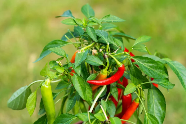 Chili peppers (also chile, chile pepper, chilli pepper, or chilli, Latin: Capsicum annuum) in the green garden. Red color peppers. Close up photo.
