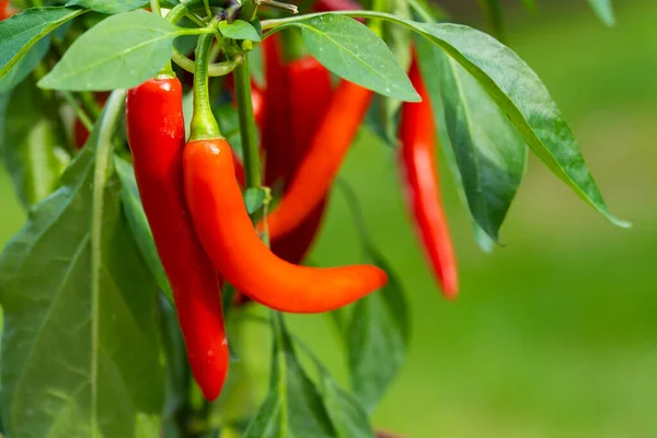 Chili peppers (also chile, chile pepper, chilli pepper, or chilli, Latin: Capsicum annuum) in the green garden. Red color peppers. Close up photo.