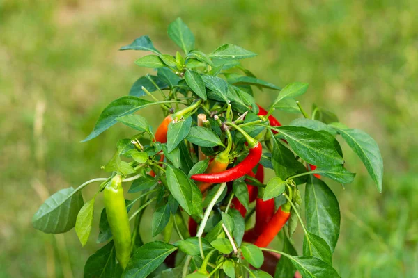 Chili peppers (also chile, chile pepper, chilli pepper, or chilli, Latin: Capsicum annuum) in the green garden. Red color peppers. Close up photo.
