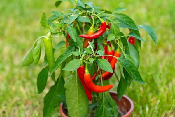 Chili peppers (also chile, chile pepper, chilli pepper, or chilli, Latin: Capsicum annuum) in the green garden. Red color peppers. Close up photo.