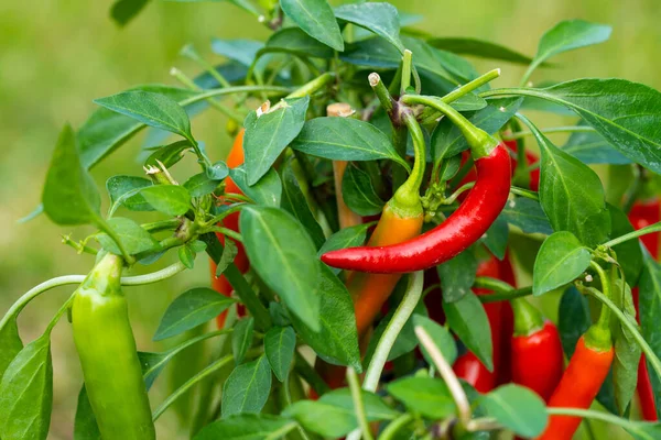 Chili peppers (also chile, chile pepper, chilli pepper, or chilli, Latin: Capsicum annuum) in the green garden. Red color peppers. Close up photo.