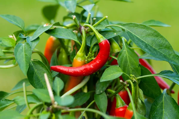 Chili peppers (also chile, chile pepper, chilli pepper, or chilli, Latin: Capsicum annuum) in the green garden. Red color peppers. Close up photo.