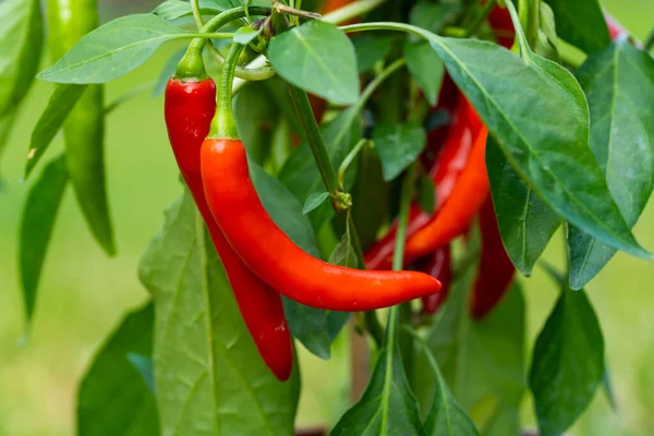 Chili peppers (also chile, chile pepper, chilli pepper, or chilli, Latin: Capsicum annuum) in the green garden. Red color peppers. Close up photo.