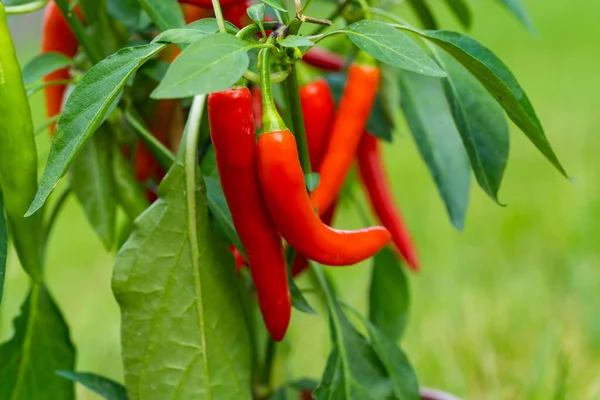 Chili peppers (also chile, chile pepper, chilli pepper, or chilli, Latin: Capsicum annuum) in the green garden. Red color peppers. Close up photo.