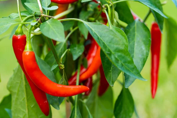Chili peppers (also chile, chile pepper, chilli pepper, or chilli, Latin: Capsicum annuum) in the green garden. Red color peppers. Close up photo.