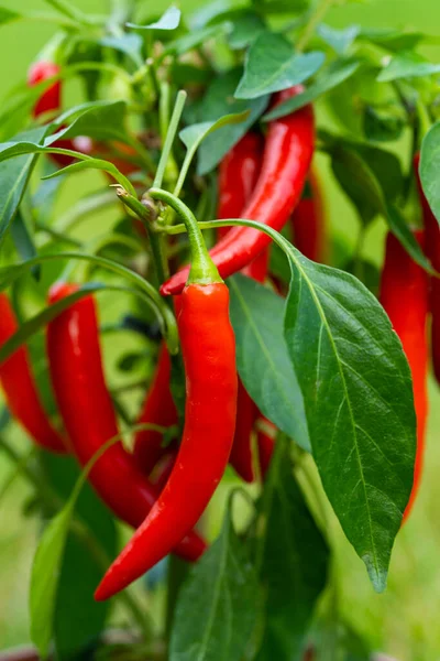 Chili peppers (also chile, chile pepper, chilli pepper, or chilli, Latin: Capsicum annuum) in the green garden. Red color peppers. Close up photo.