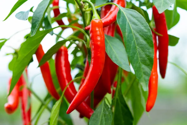 Chili peppers (also chile, chile pepper, chilli pepper, or chilli, Latin: Capsicum annuum) in the green garden. Red color peppers. Close up photo.