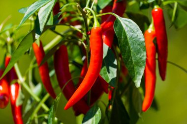 Yeşil bahçede acı biber (ayrıca kırmızı biber, kırmızı biber veya kırmızı biber, Latince: Capsicum annuum). Kırmızı renkli biber. Fotoğrafı kapat..