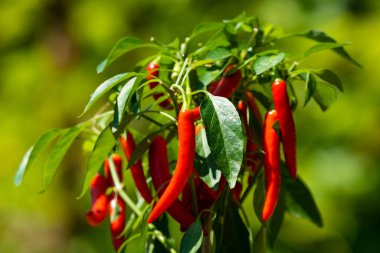 Yeşil bahçede acı biber (ayrıca kırmızı biber, kırmızı biber veya kırmızı biber, Latince: Capsicum annuum). Kırmızı renkli biber. Fotoğrafı kapat..