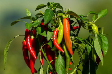 Yeşil bahçede acı biber (ayrıca kırmızı biber, kırmızı biber veya kırmızı biber, Latince: Capsicum annuum). Kırmızı renkli biber. Fotoğrafı kapat..
