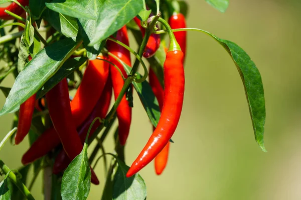 Chili peppers (also chile, chile pepper, chilli pepper, or chilli, Latin: Capsicum annuum) in the green garden. Red color peppers. Close up photo.