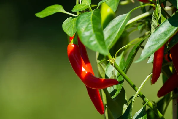 Chili peppers (also chile, chile pepper, chilli pepper, or chilli, Latin: Capsicum annuum) in the green garden. Red color peppers. Close up photo.