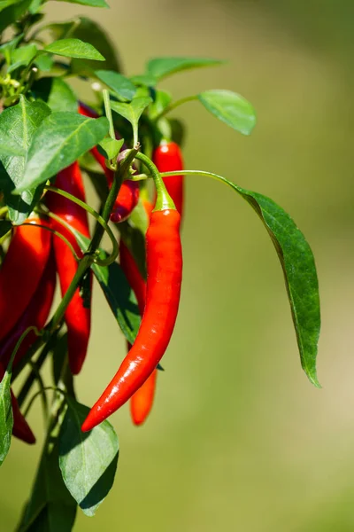 Chili peppers (also chile, chile pepper, chilli pepper, or chilli, Latin: Capsicum annuum) in the green garden. Red color peppers. Close up photo.