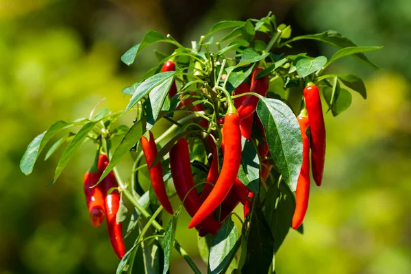Chili peppers (also chile, chile pepper, chilli pepper, or chilli, Latin: Capsicum annuum) in the green garden. Red color peppers. Close up photo.