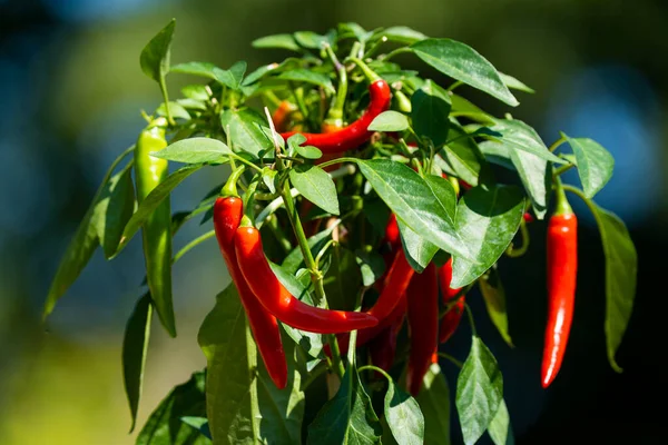 Chili peppers (also chile, chile pepper, chilli pepper, or chilli, Latin: Capsicum annuum) in the green garden. Red color peppers. Close up photo.