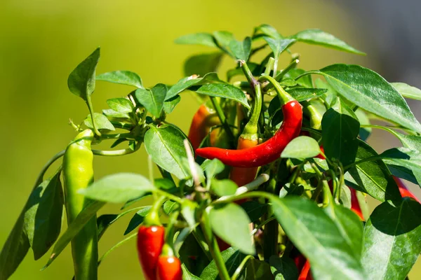 Chili peppers (also chile, chile pepper, chilli pepper, or chilli, Latin: Capsicum annuum) in the green garden. Red color peppers. Close up photo.