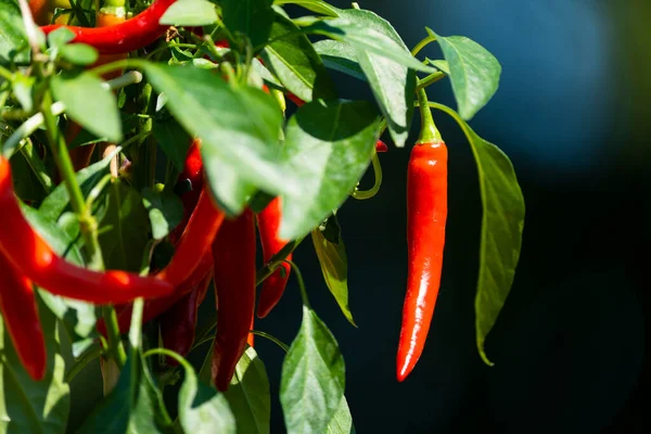 Chili peppers (also chile, chile pepper, chilli pepper, or chilli, Latin: Capsicum annuum) in the green garden. Red color peppers. Close up photo.