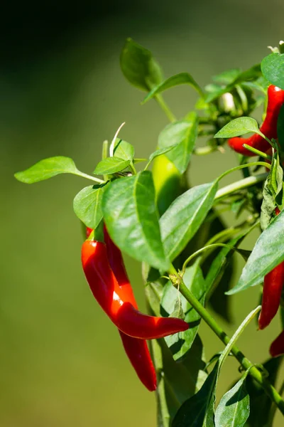 Chili peppers (also chile, chile pepper, chilli pepper, or chilli, Latin: Capsicum annuum) in the green garden. Red color peppers. Close up photo.